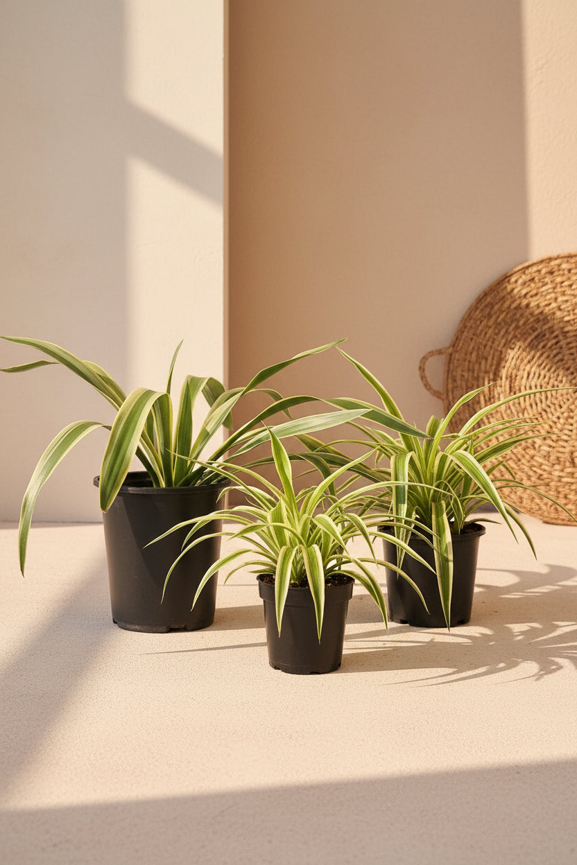 Yucca gloriosa ‘Variegata’ is a statement plant in a statement piece in a bright corner for a modern, xeric-inspired display.
