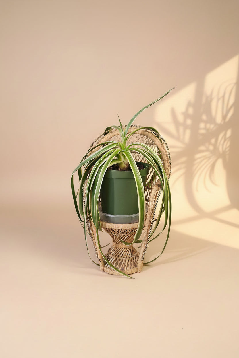 Yucca gloriosa ‘Variegata’ is a statement plant in a statement piece in a bright corner for a modern, xeric-inspired display.