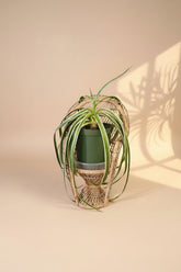 Yucca gloriosa ‘Variegata’ is a statement plant in a statement piece in a bright corner for a modern, xeric-inspired display.