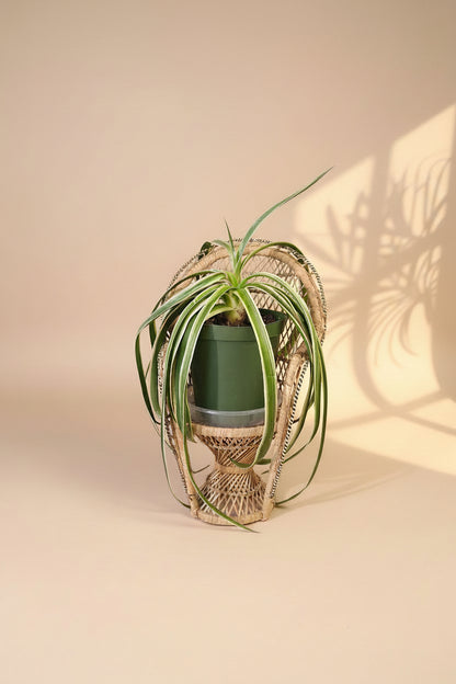 Yucca gloriosa ‘Variegata’ is a statement plant in a statement piece in a bright corner for a modern, xeric-inspired display.