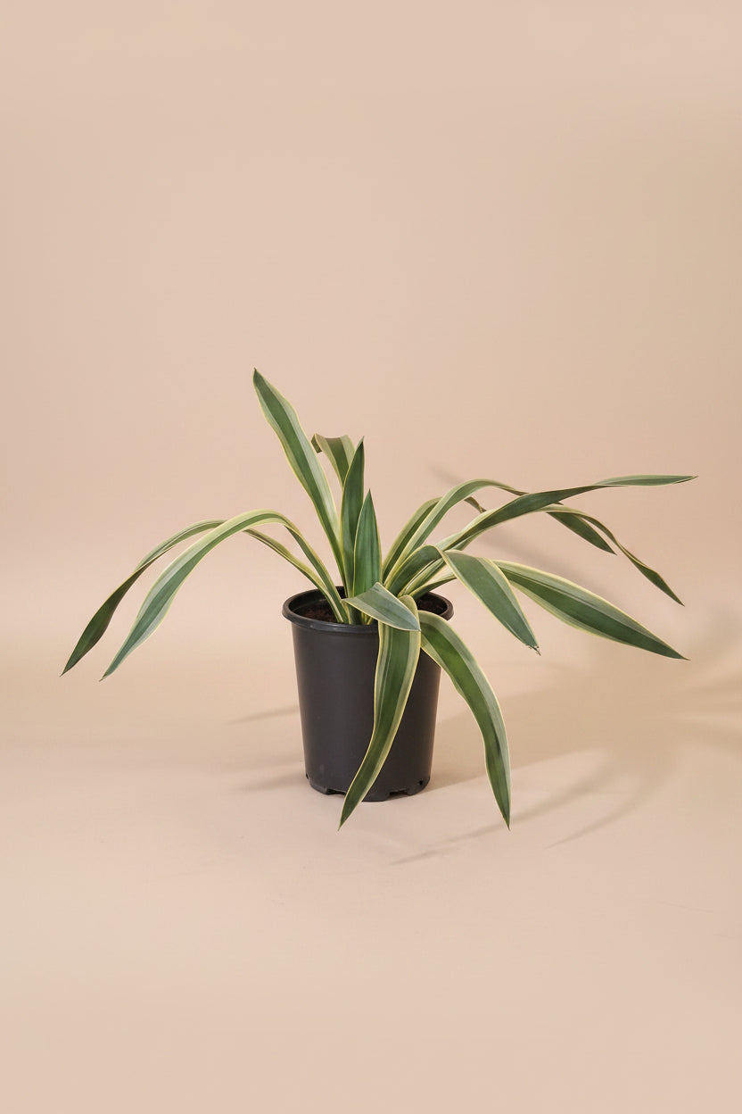Yucca gloriosa ‘Variegata’ is a statement plant in a statement piece in a bright corner for a modern, xeric-inspired display.