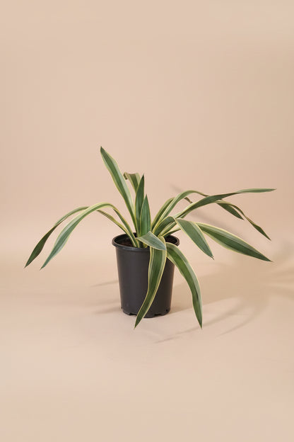 Yucca gloriosa ‘Variegata’ is a statement plant in a statement piece in a bright corner for a modern, xeric-inspired display.