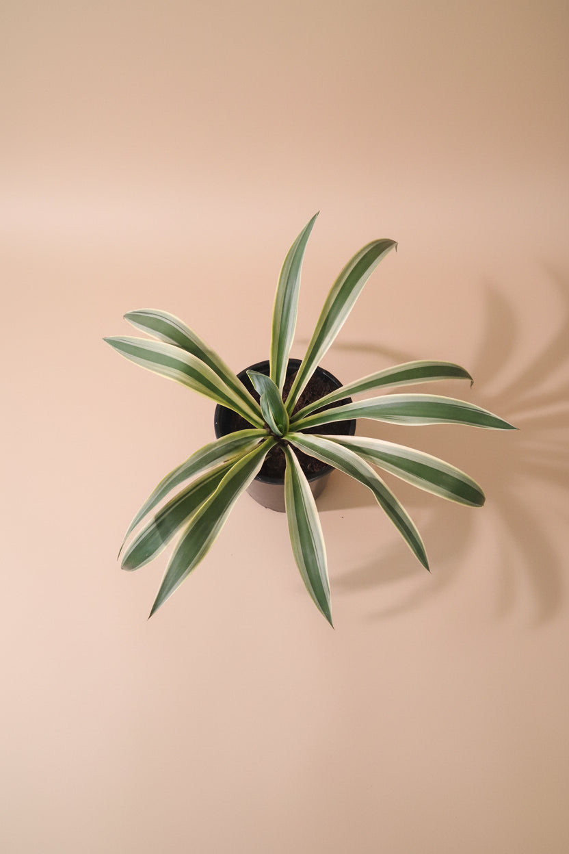 Yucca gloriosa ‘Variegata’ is a statement plant in a statement piece in a bright corner for a modern, xeric-inspired display.