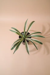 Yucca gloriosa ‘Variegata’ is a statement plant in a statement piece in a bright corner for a modern, xeric-inspired display.