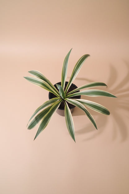 Yucca gloriosa ‘Variegata’ is a statement plant in a statement piece in a bright corner for a modern, xeric-inspired display.