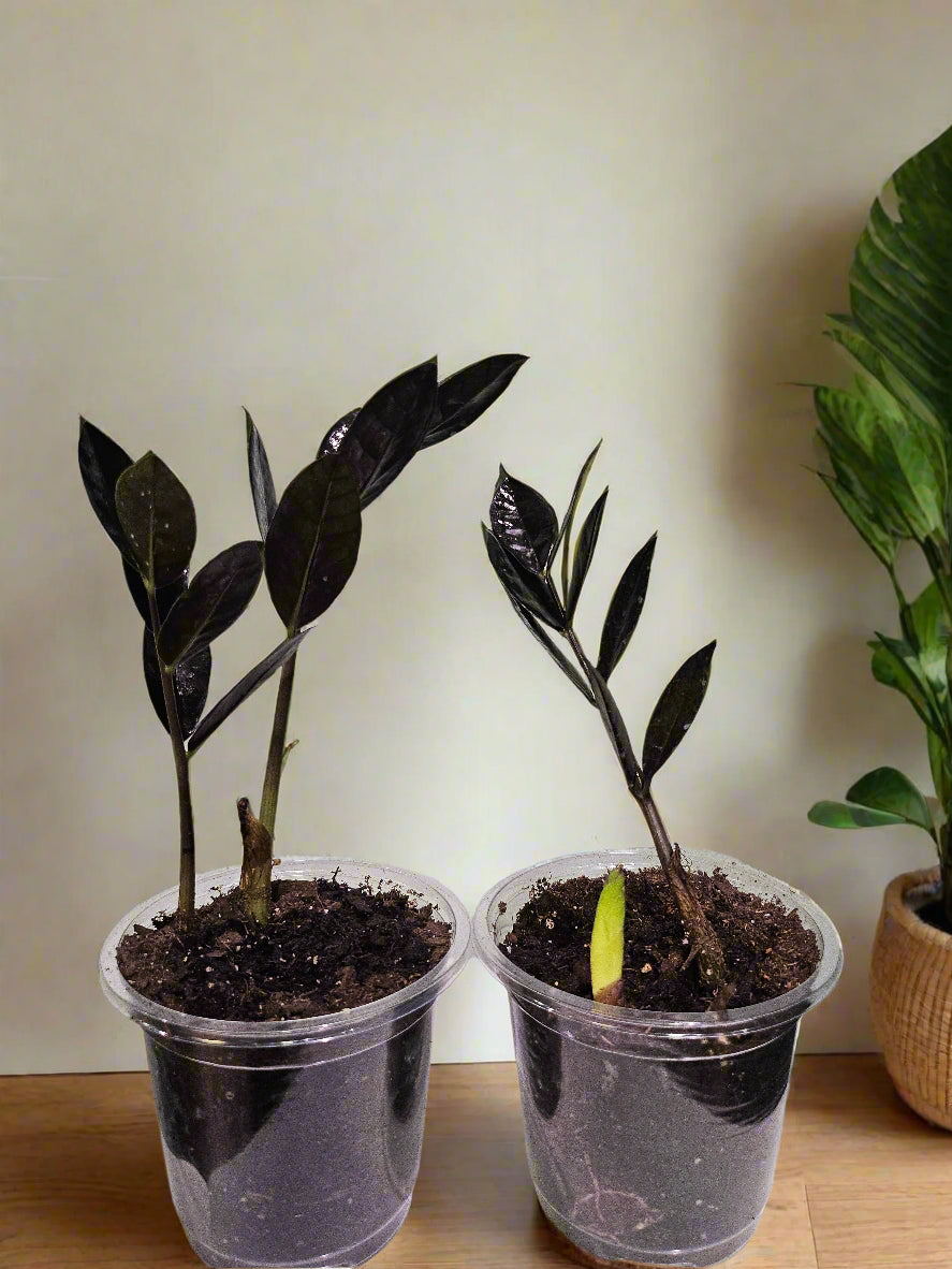 The ZZ Black Queen is a rare, low-maintenance houseplant with stunning deep black foliage. Thrives in low light, drought-tolerant, and purifies air. Perfect for modern spaces, it’s a must-have for collectors. Limited availability due to slow growth—get yours now for a bold, statement plant that’s nearly impossible to kill!
