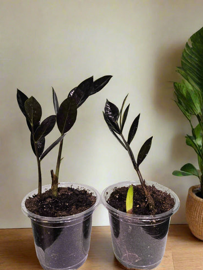 The ZZ Black Queen is a rare, low-maintenance houseplant with stunning deep black foliage. Thrives in low light, drought-tolerant, and purifies air. Perfect for modern spaces, it’s a must-have for collectors. Limited availability due to slow growth—get yours now for a bold, statement plant that’s nearly impossible to kill!