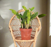 ZZ Plant (Zamioculcas zamiifolia) is a low-maintenance, air-purifying houseplant with glossy, sculptural leaves—perfect for low light and modern spaces.