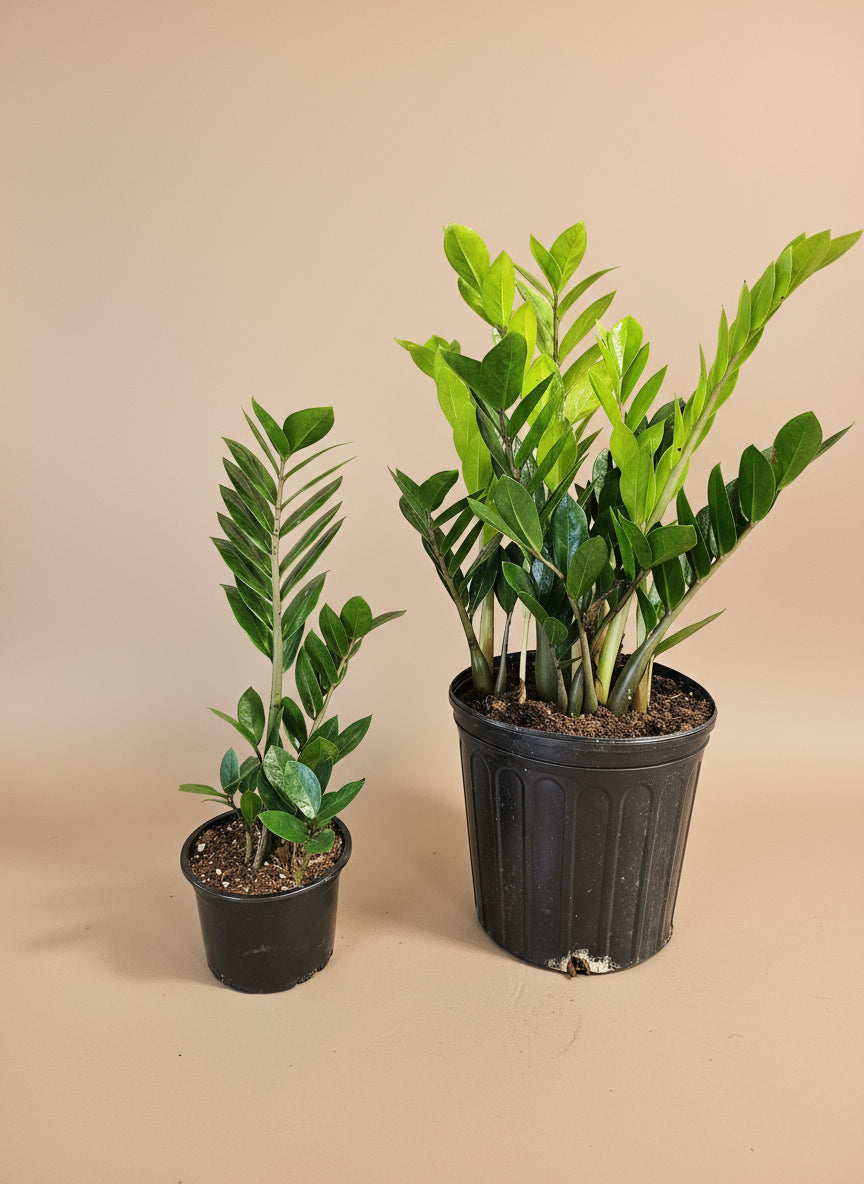 ZZ Plant (Zamioculcas zamiifolia) is a low-maintenance, air-purifying houseplant with glossy, sculptural leaves—perfect for low light and modern spaces.