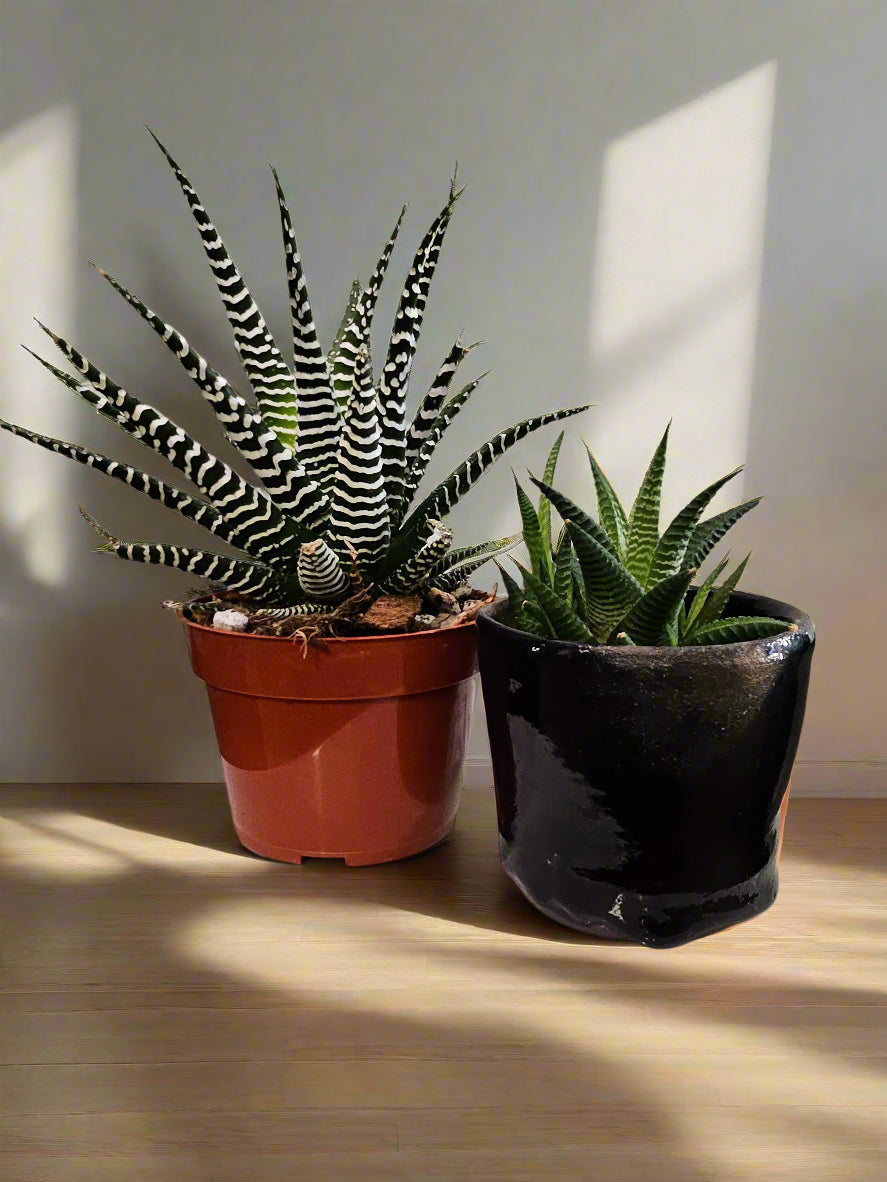 The Zebra Plant (Haworthia Fasciata) is a striking, low-maintenance succulent with bold white-striped leaves. Perfect for desks and shelves, it thrives in indirect light, requires minimal watering, and adds a modern touch to any space. Non-toxic and drought-tolerant, it’s an easy-care statement plant for any collection.