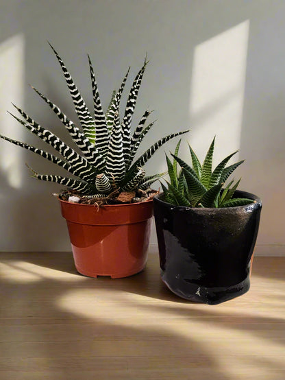 The Zebra Plant (Haworthia Fasciata) is a striking, low-maintenance succulent with bold white-striped leaves. Perfect for desks and shelves, it thrives in indirect light, requires minimal watering, and adds a modern touch to any space. Non-toxic and drought-tolerant, it’s an easy-care statement plant for any collection.