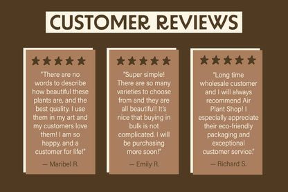 Juncea, Tillandsia Air Plants