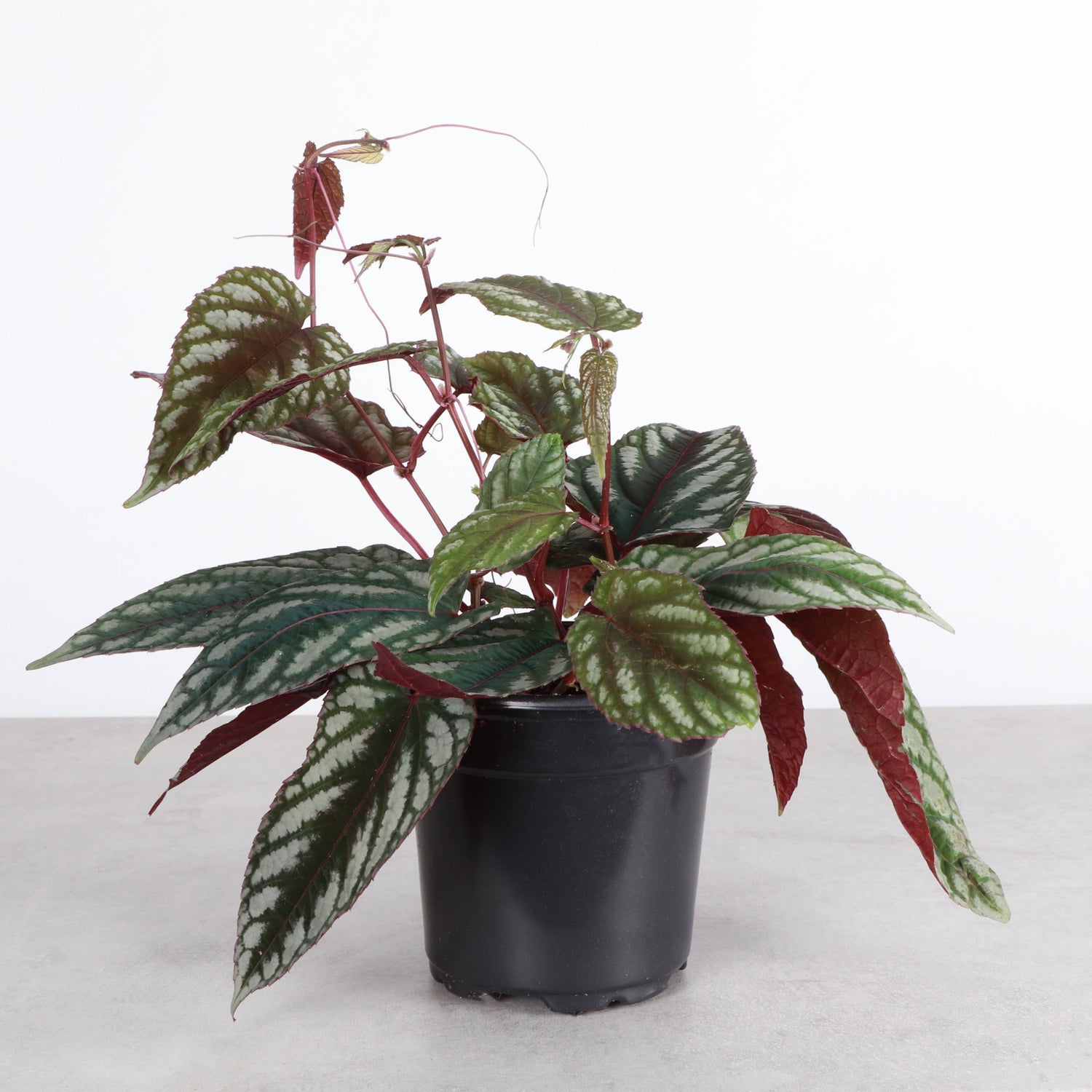 Rex Begonia Vine (Cissus Discolor) Rare Plant