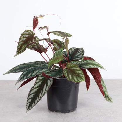 Rex Begonia Vine (Cissus Discolor) Rare Plant