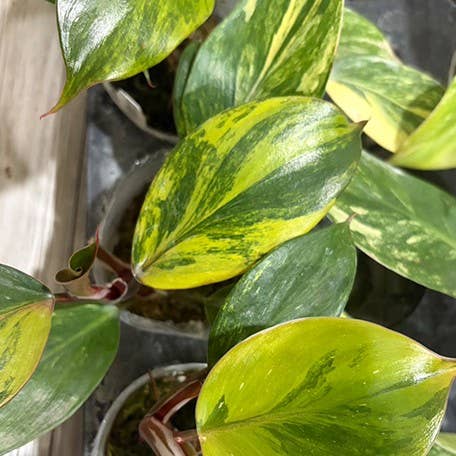 OrchidBox - Philodendron white knight var. yellow variegated 2.5"