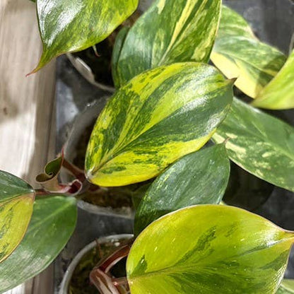 OrchidBox - Philodendron white knight var. yellow variegated 2.5"