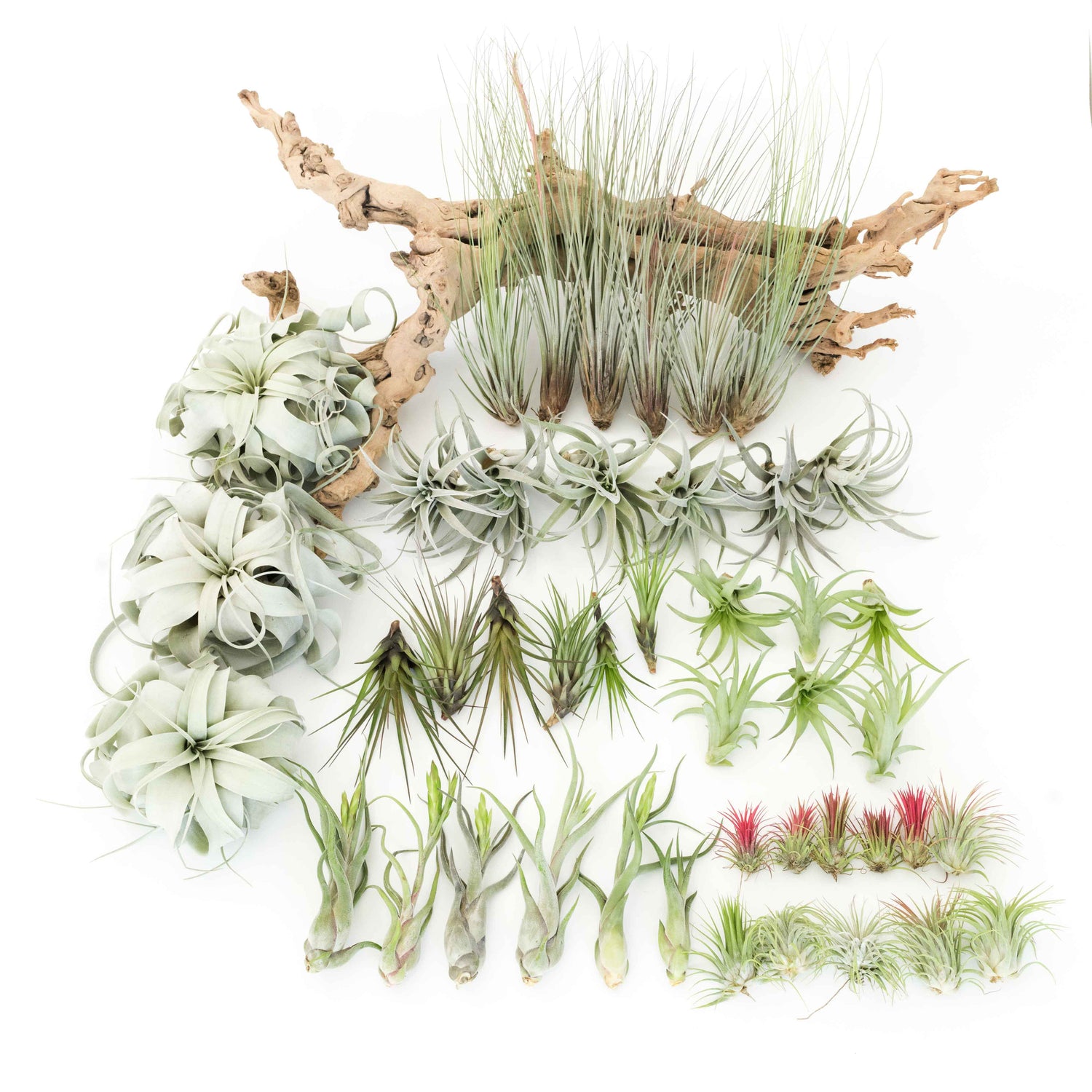 Juncea, Tillandsia Air Plants