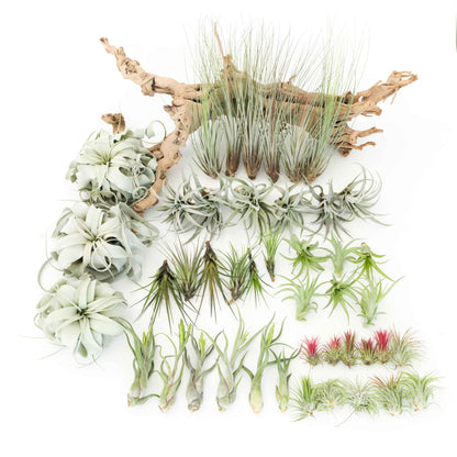 Juncea, Tillandsia Air Plants