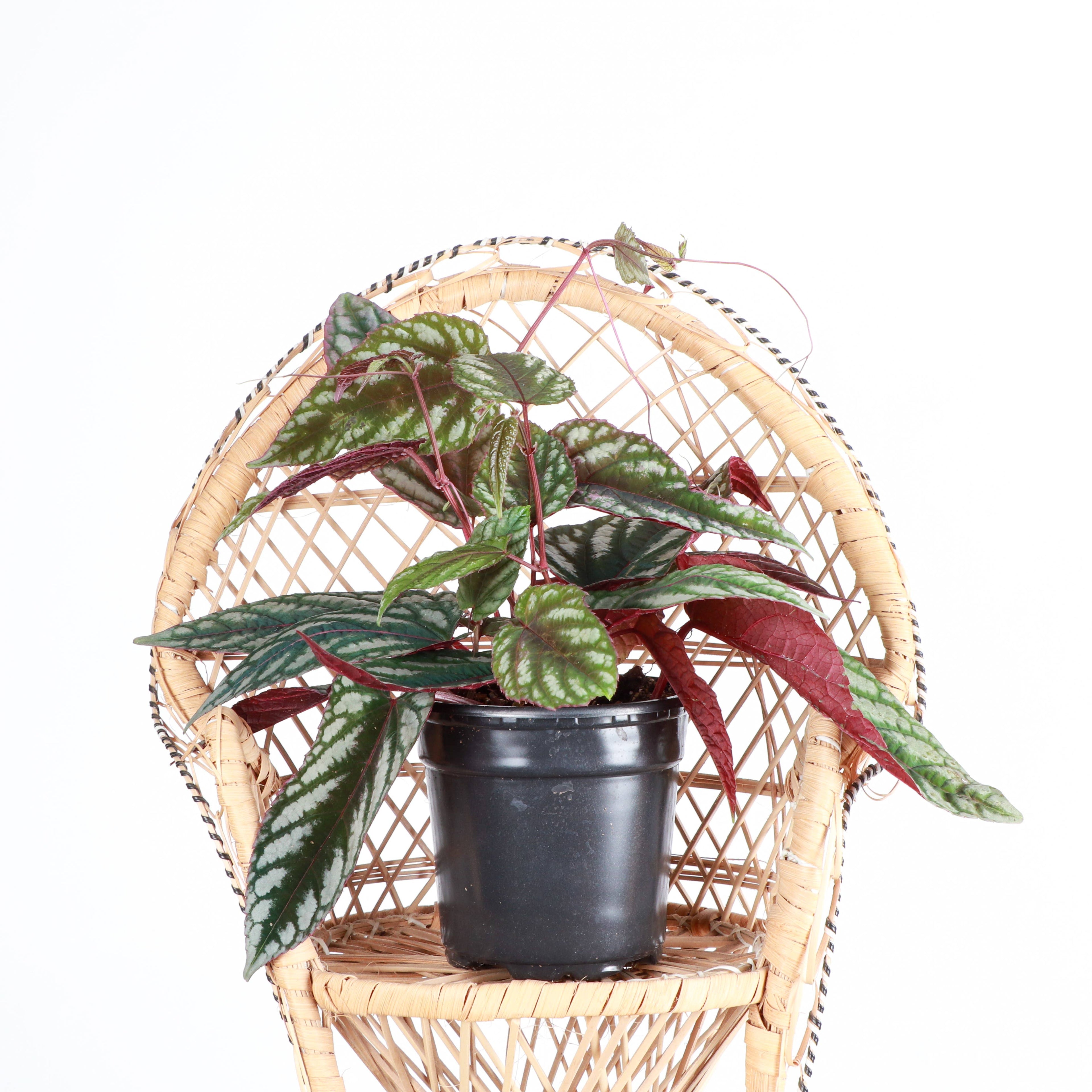 Rex Begonia Vine (Cissus Discolor) Rare Plant