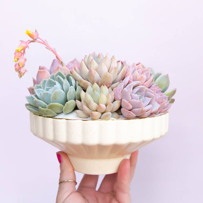 Jungle Club - Delphine Low Bowl | Vintage White Speckle