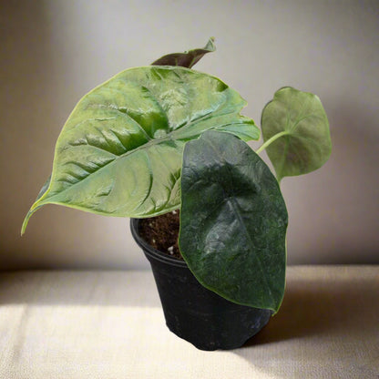 Alocasia ‘Green Unicorn’ is a rare tropical plant with shimmering emerald-green leaves and striking veining. Thriving in bright, indirect light and high humidity, it adds a bold, exotic touch to any space. Keep soil evenly moist but well-draining. Perfect for collectors, this statement plant brings a mystical jungle vibe indoors.