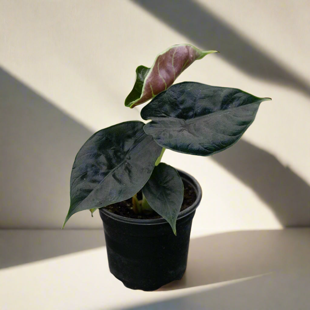 Alocasia ‘Green Unicorn’ is a rare tropical plant with shimmering emerald-green leaves and striking veining. Thriving in bright, indirect light and high humidity, it adds a bold, exotic touch to any space. Keep soil evenly moist but well-draining. Perfect for collectors, this statement plant brings a mystical jungle vibe indoors.