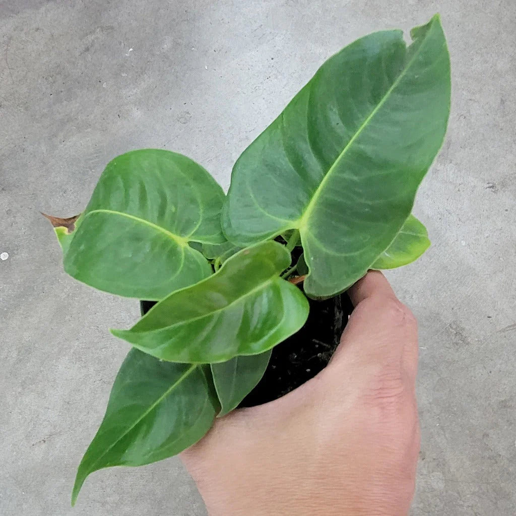 The Anthurium veitchii &