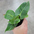 The Anthurium veitchii &