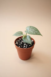Rare Variegated Amydrium Silver with shimmering silver foliage, cream variegation, and dramatic fenestrations. A stunning collector aroid plant.