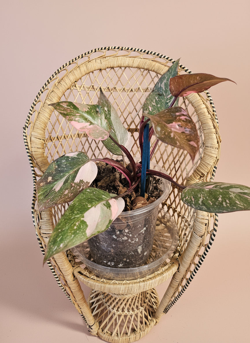 Rare Variegated Pink Princess Galaxy Philodendron with striking pink, cream, and green marbled leaves. A must-have collector plant for indoor styling.