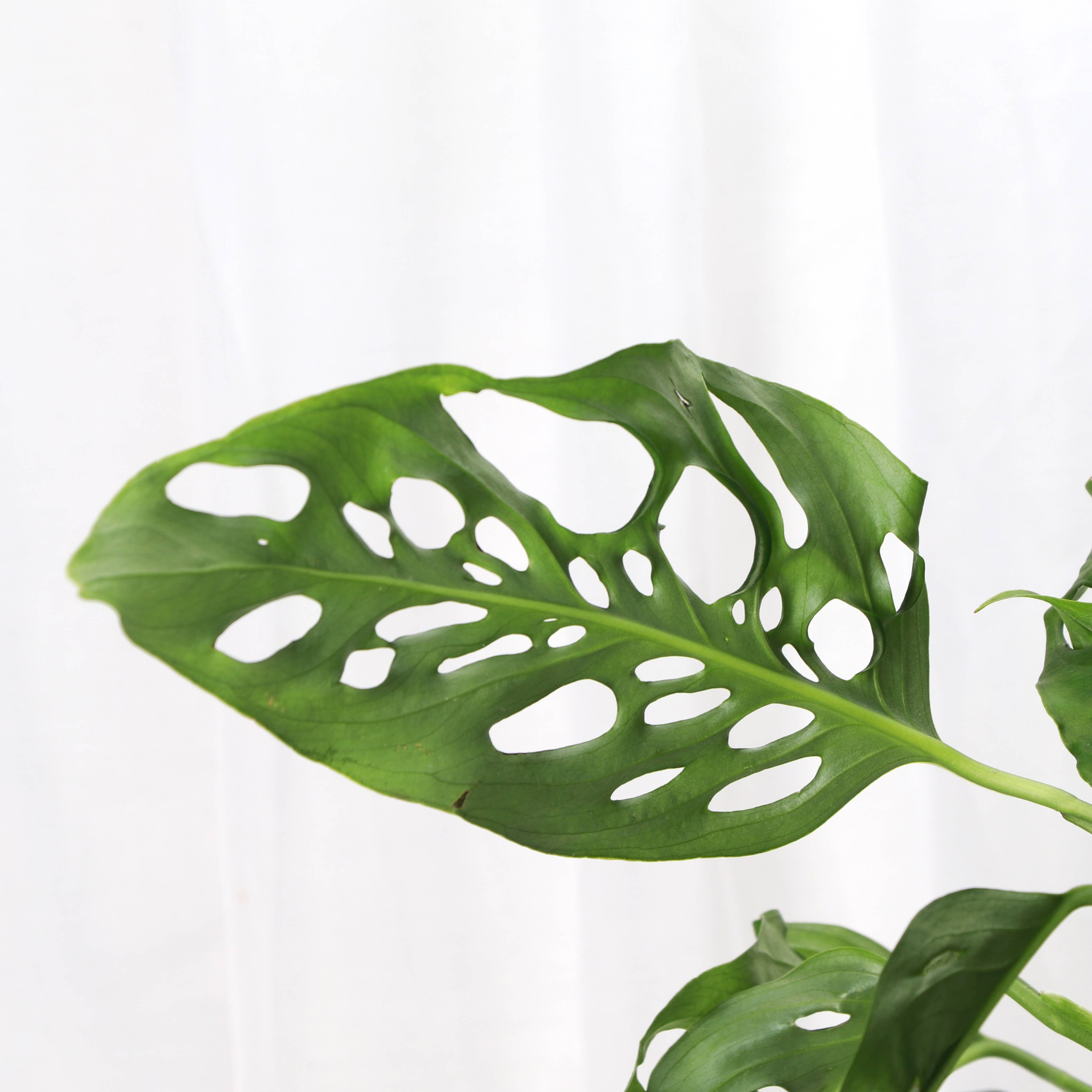 Monstera Adansonii. Swiss Cheese Hanging Basket 8" Live Plant