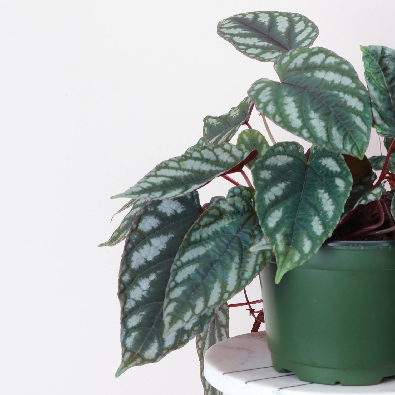 Rex Begonia Vine (Cissus Discolor) Rare Plant
