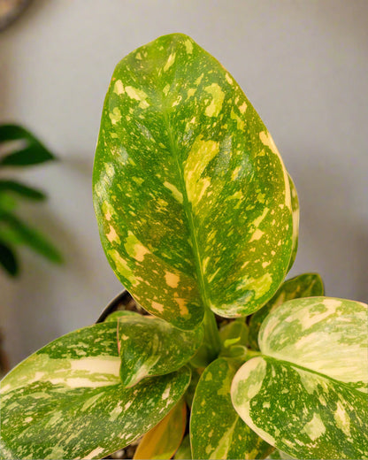 Philodendron &