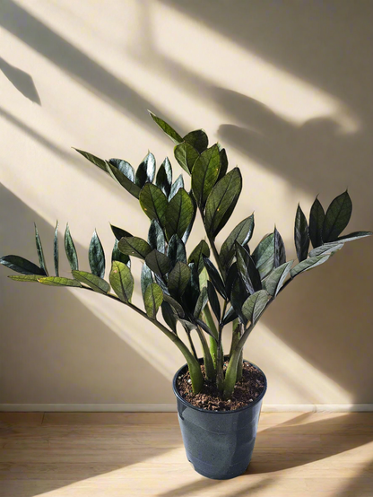Super Nova ZZ 5&quot; Rare Plant (Zamioculcas zamiifolia)