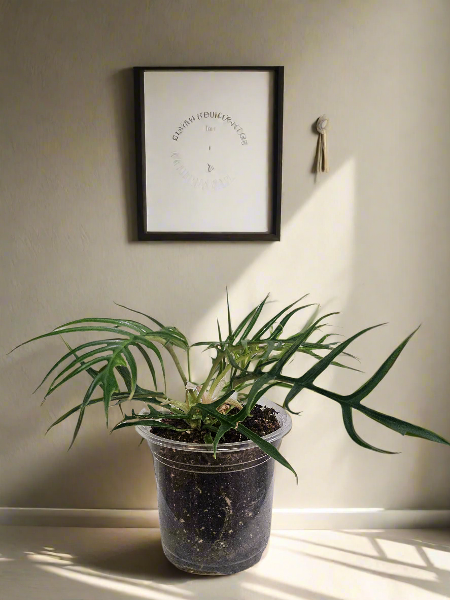 Philodendron Tortum 4&quot; Rare Plant (Philodendron Bipinnatifidum tortum)