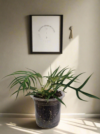 Philodendron Tortum 4&quot; Rare Plant (Philodendron Bipinnatifidum tortum)
