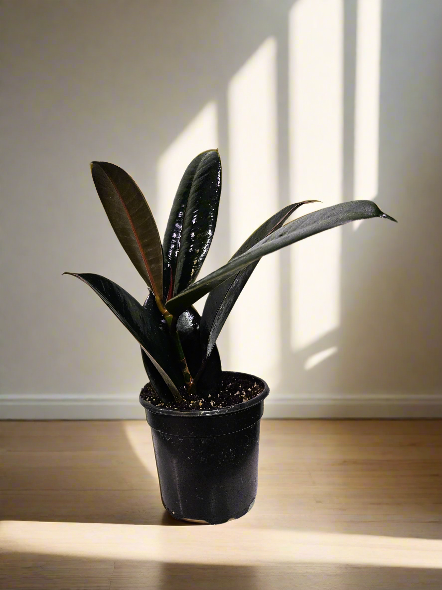 Rubber Tree 4&quot; Plant (Ficus Elastica)