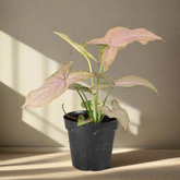 Syngonium podophyllum &