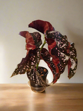 The Begonia Maculata ‘Cracklin’ Rose’ is a rare, stunning houseplant with polka-dotted leaves and deep rose-red undersides. Fast-growing and low-maintenance, it thrives in bright, indirect light and high humidity. Perfect for trailing or climbing, this eye-catching Begonia adds a bold, elegant touch to any indoor space.