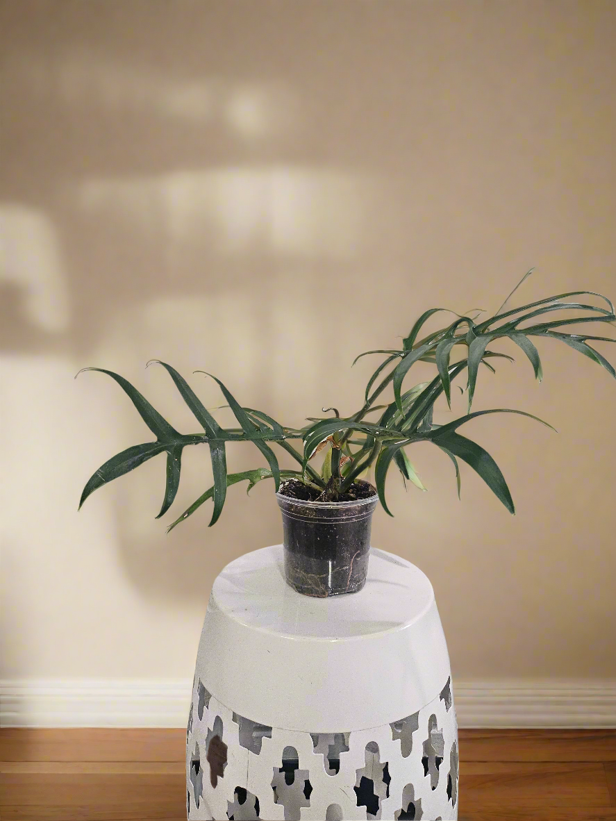 Philodendron Tortum 4&quot; Rare Plant (Philodendron Bipinnatifidum tortum)