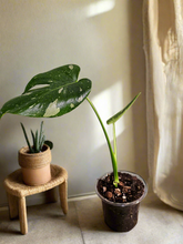 The Monstera Deliciosa Thai Constellation is a rare, highly coveted plant known for its stunning white and cream variegated leaves. Thriving in medium to bright indirect light, this easy-care beauty adds elegance to any space. Each unique leaf has heart-shaped patterns, and brighter light boosts variegation.