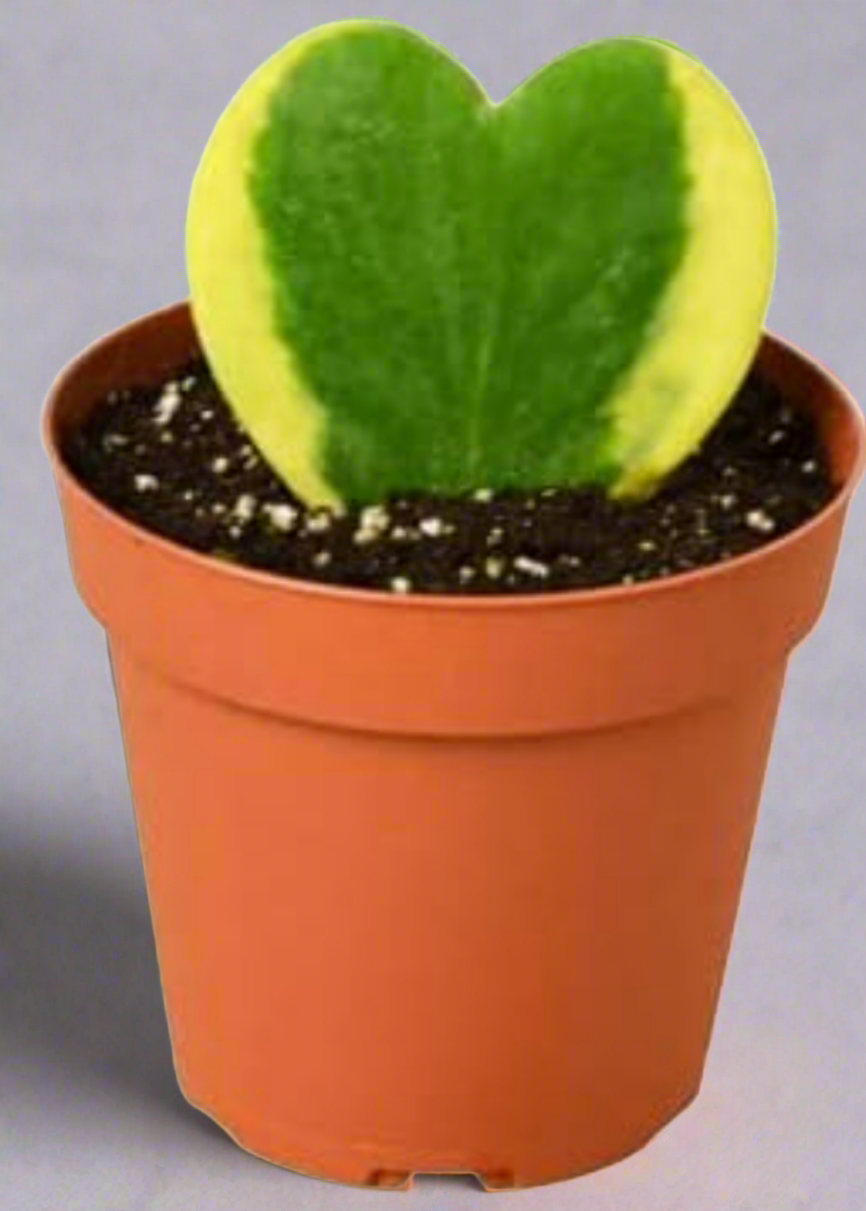 Heart-Shaped Sweetheart 2&quot; Plant (Hoya Kerri and Variegated Hoya Kerrii)