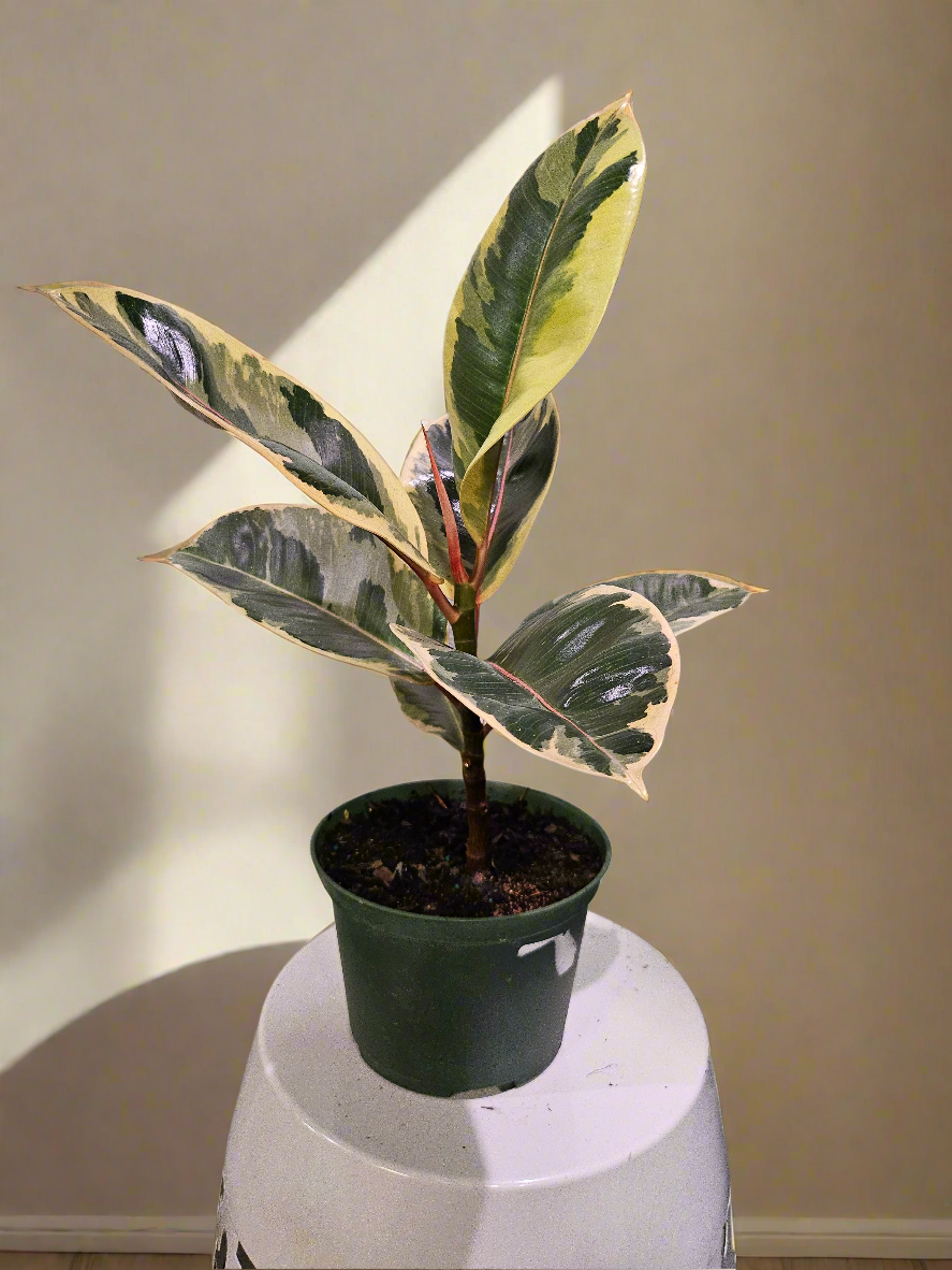 Rubber Tree 4&quot; Plant (Ficus Elastica)