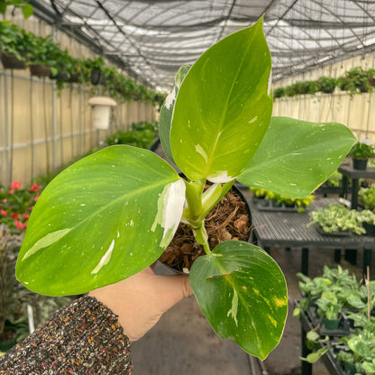 Philodendron White Wizard 4&quot; Rare Plant (Philodendron erubescens)
