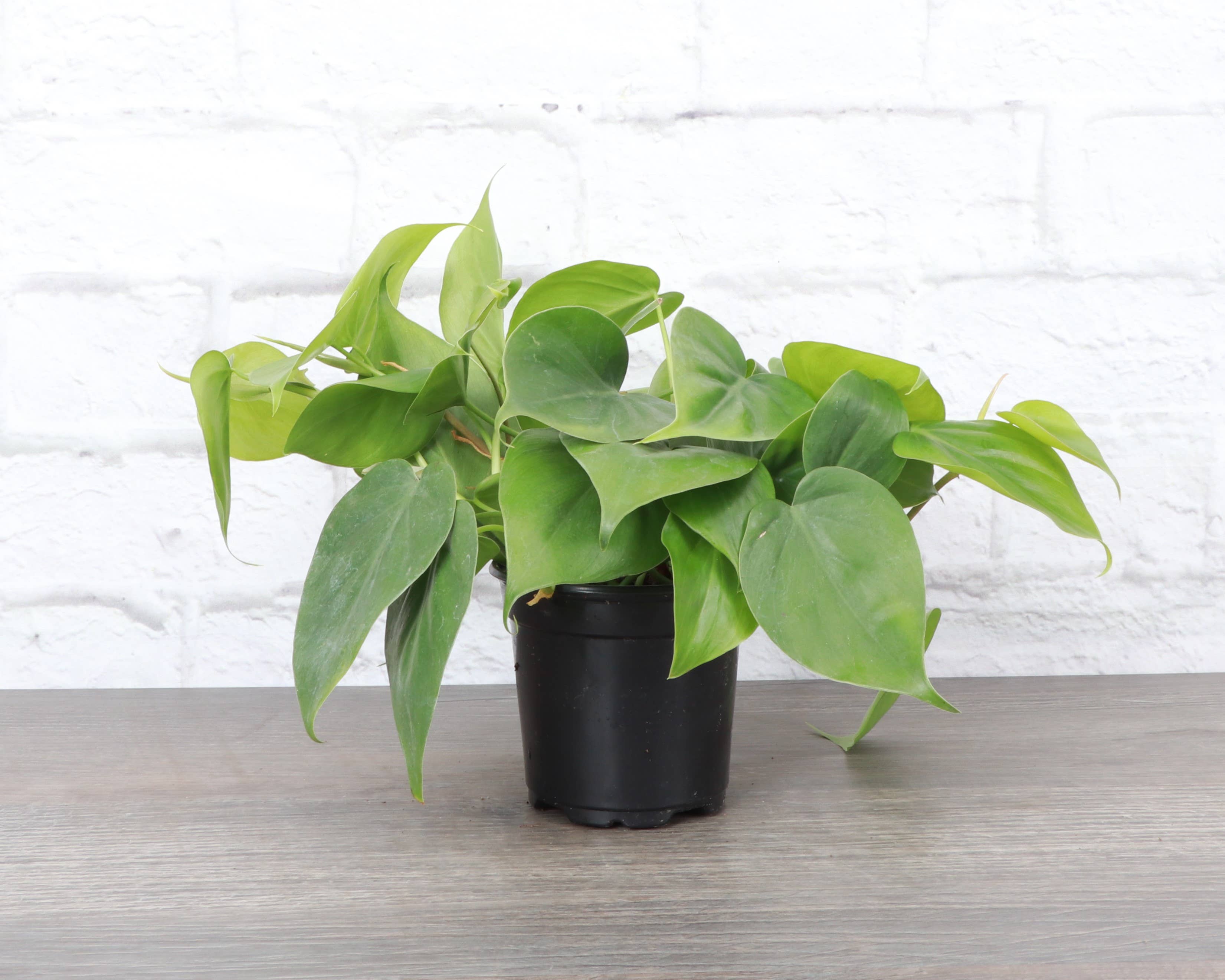 Heartleaf Philodendron 3&quot; Plant (Philodendron hederaceum)