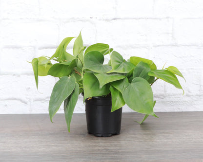 Heartleaf Philodendron 3&quot; Plant (Philodendron hederaceum)