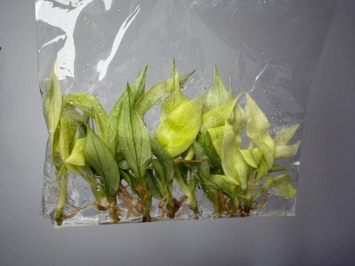 OrchidBox - Philodendron Florida Ghost TC