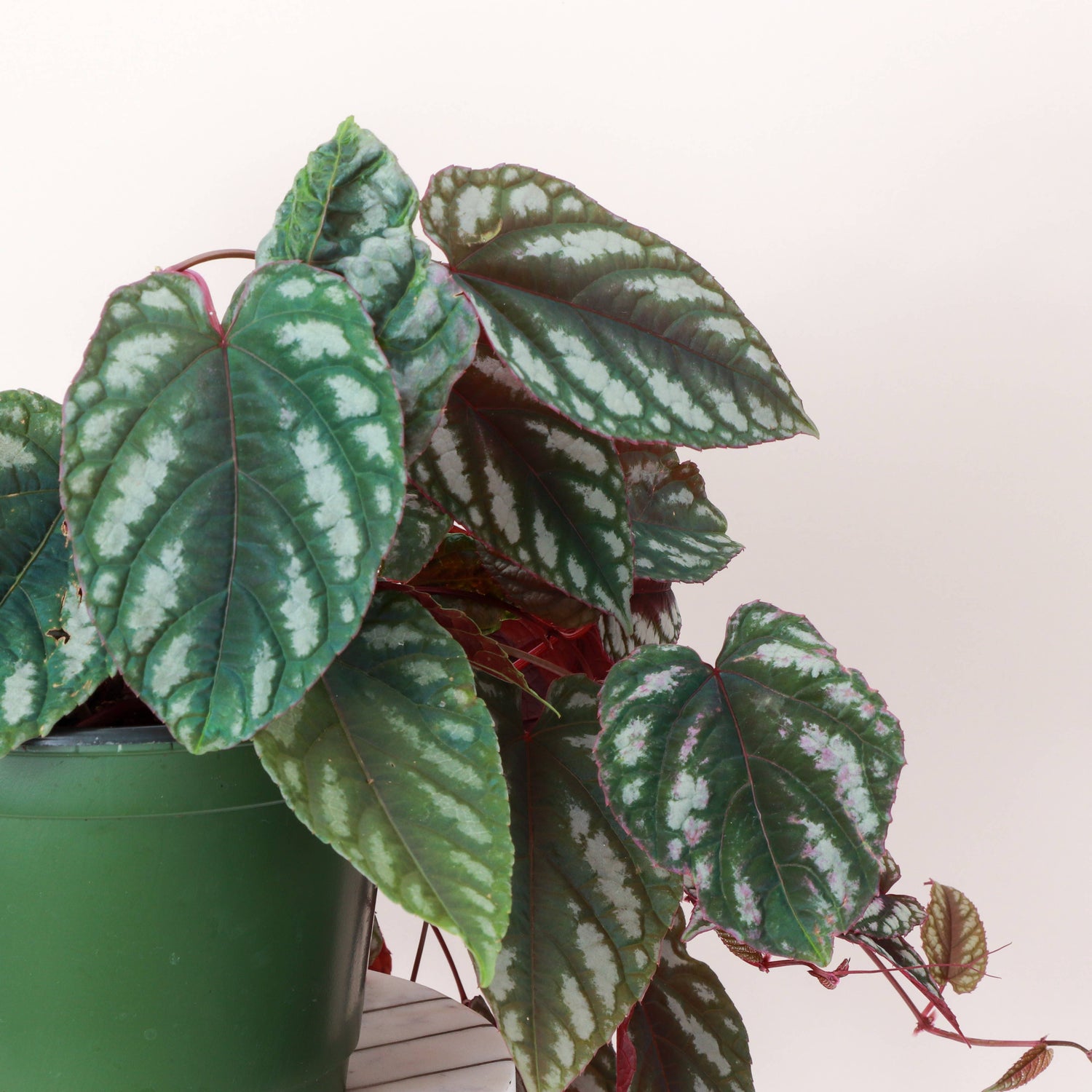 Rex Begonia Vine (Cissus Discolor) Rare Plant
