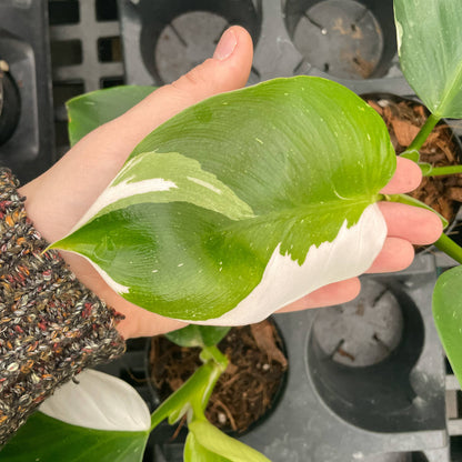 Philodendron White Wizard 4&quot; Rare Plant (Philodendron erubescens)