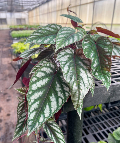 Rex Begonia Vine (Cissus Discolor) Rare Plant